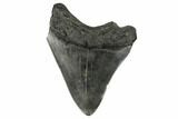 Fossil Megalodon Tooth - South Carolina #172233-2